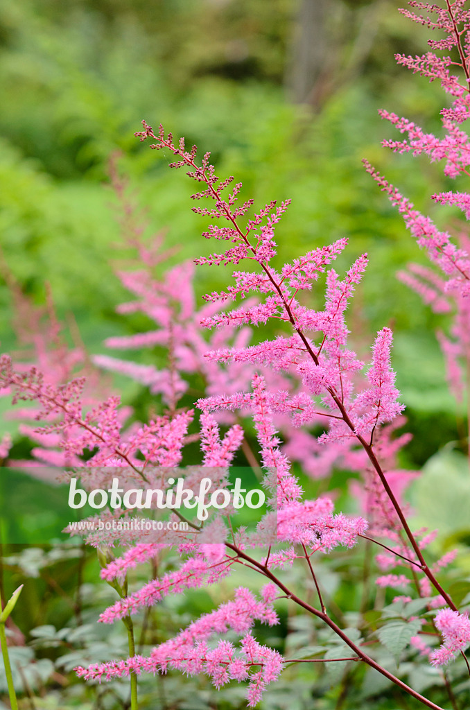 521444 - Garden astilbe (Astilbe x arendsii 'Mars')