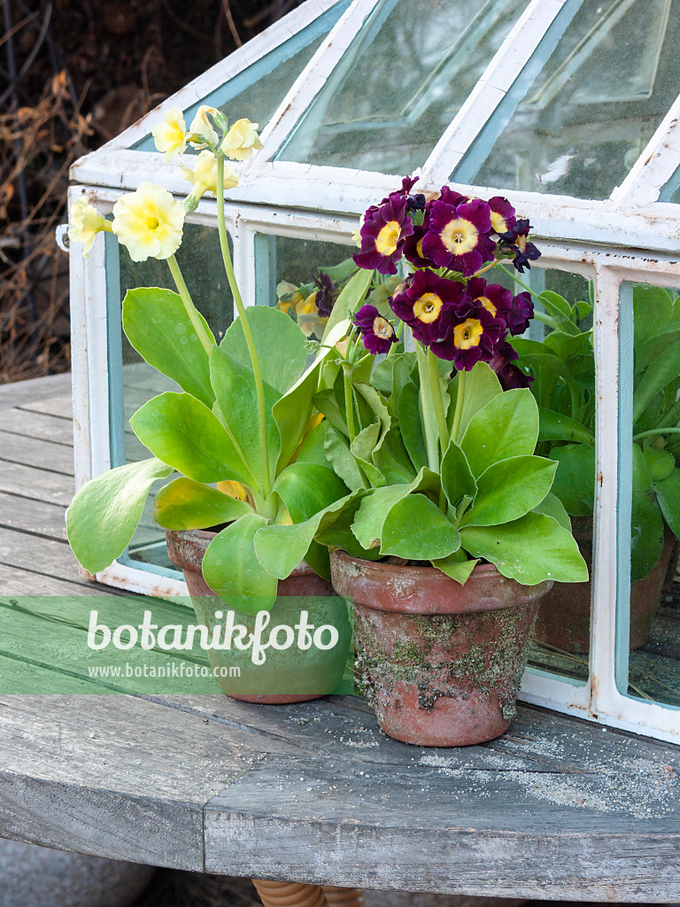 400071 - Garden auricula (Primula x pubescens)