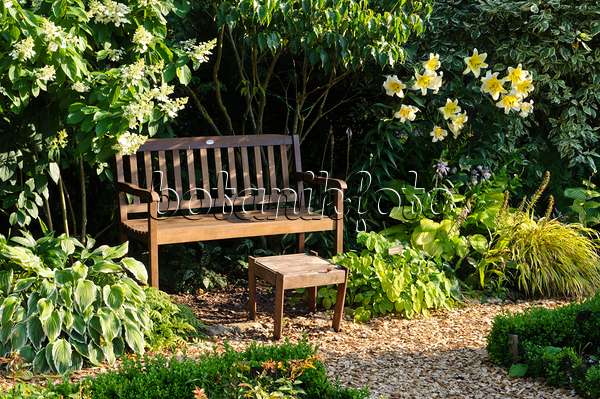 474453 - Garden bench with panicle hydrangea (Hydrangea paniculata) and lily (Lilium)