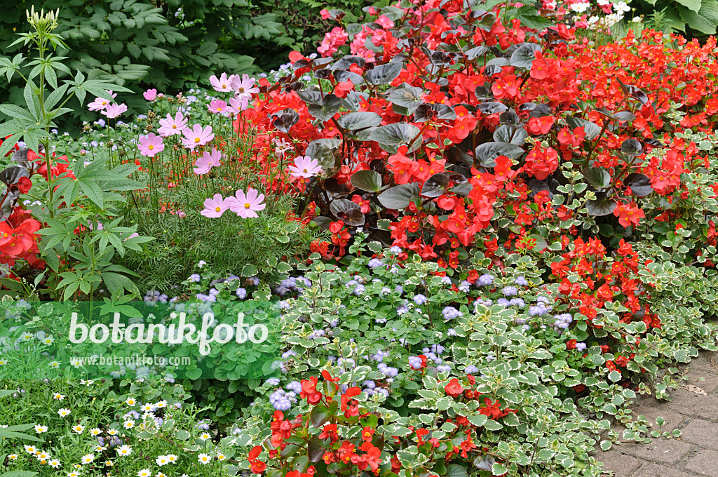 487126 - Garden cosmos (Cosmos bipinnatus), begonia (Begonia semperflorens) and floss flower (Ageratum houstonianum)