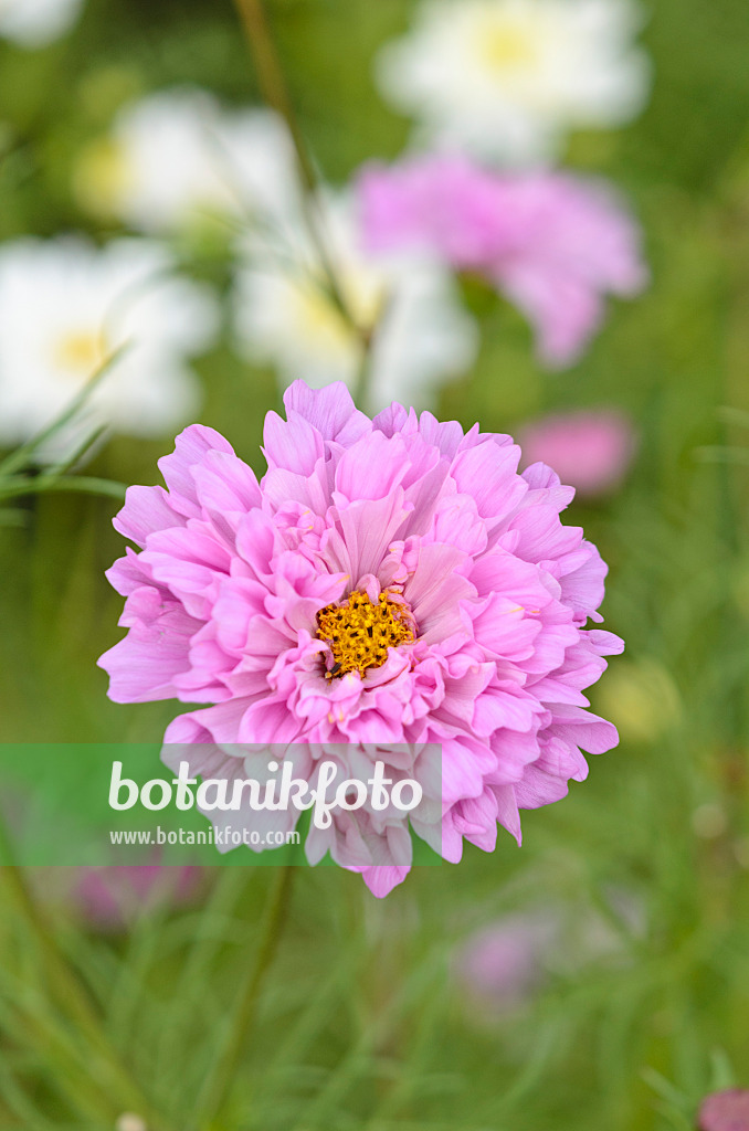 523234 - Garden cosmos (Cosmos bipinnatus 'Double Click Rose Bonbon')