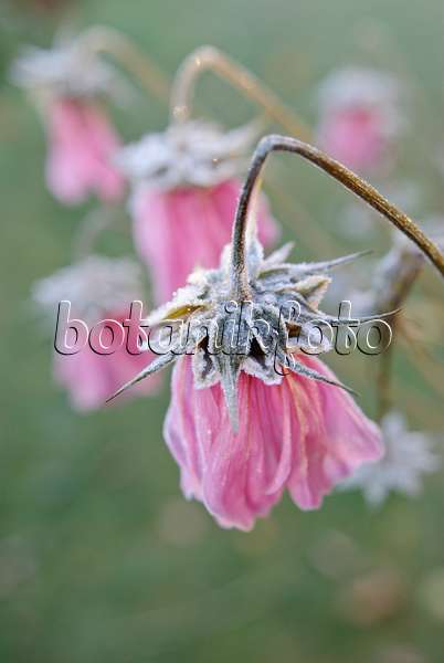 518062 - Garden cosmos (Cosmos bipinnatus) with hoar frost