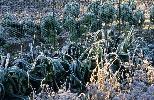 433236 - Garden leek (Allium porrum) and green cabbage (Brassica oleracea var. sabellica) with hoar frost