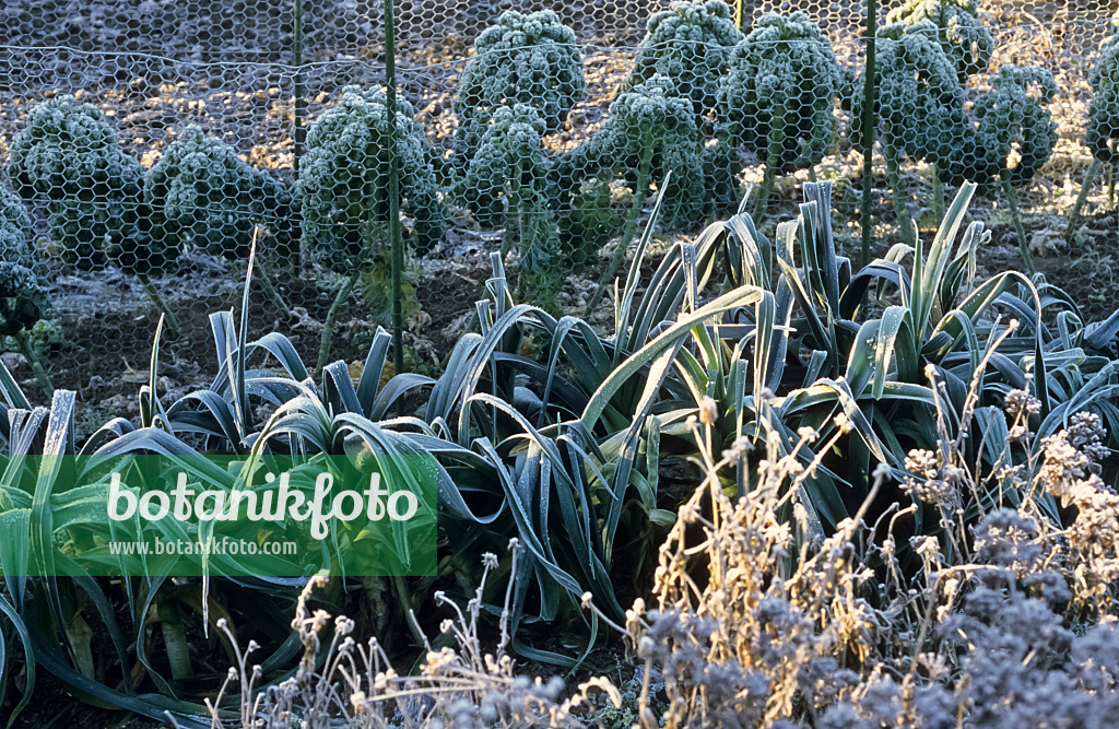 433236 - Garden leek (Allium porrum) and green cabbage (Brassica oleracea var. sabellica) with hoar frost