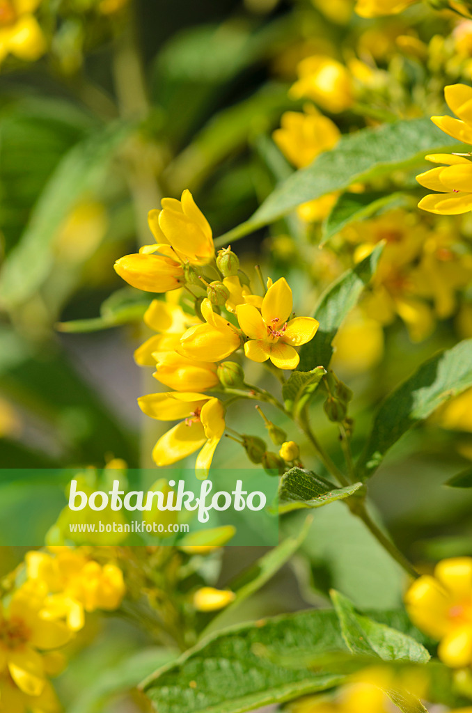 534291 - Garden loosestrife (Lysimachia vulgaris)