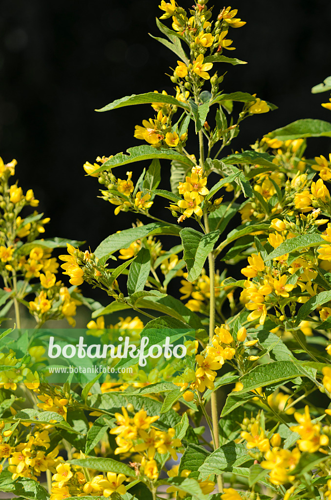 534292 - Garden loosestrife (Lysimachia vulgaris)