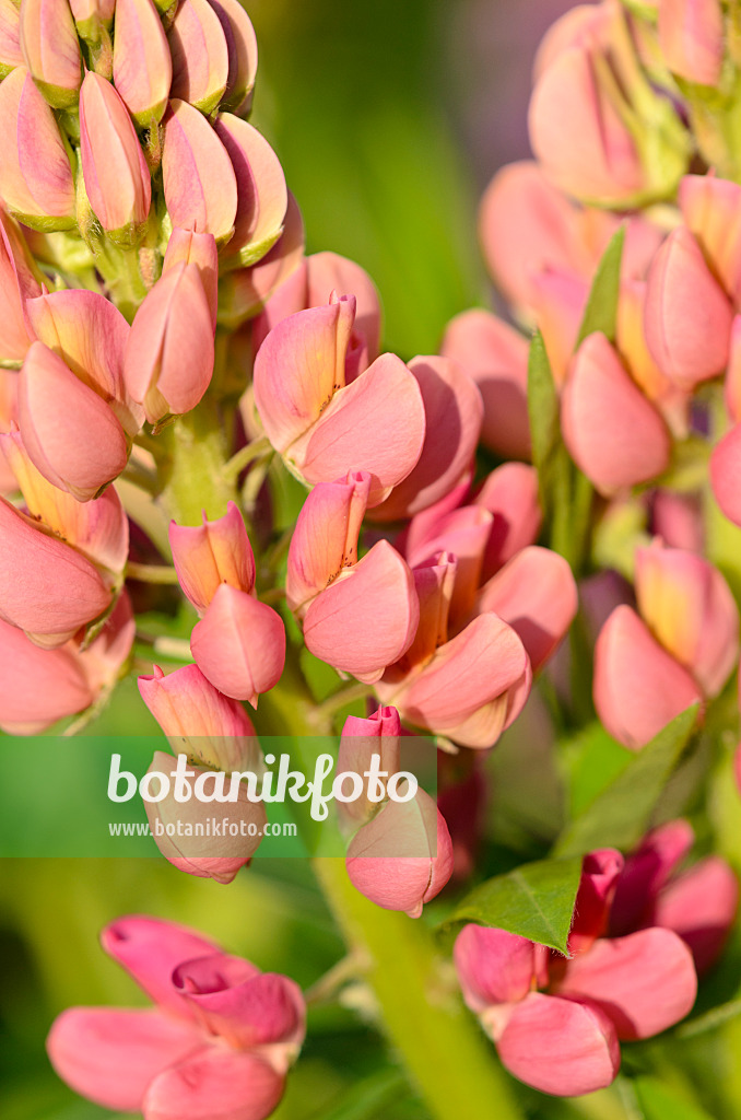 521008 - Garden lupin (Lupinus polyphyllus)