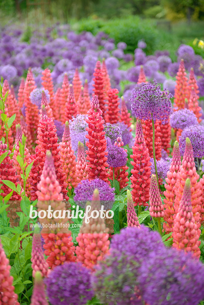 547171 - Garden lupin (Lupinus polyphyllus) and flowering onion (Allium aflatunense)