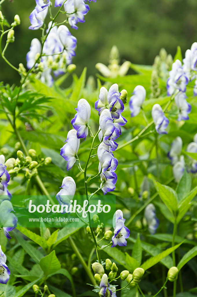 510176 - Garden monkshood (Aconitum x cammarum 'Bicolor')