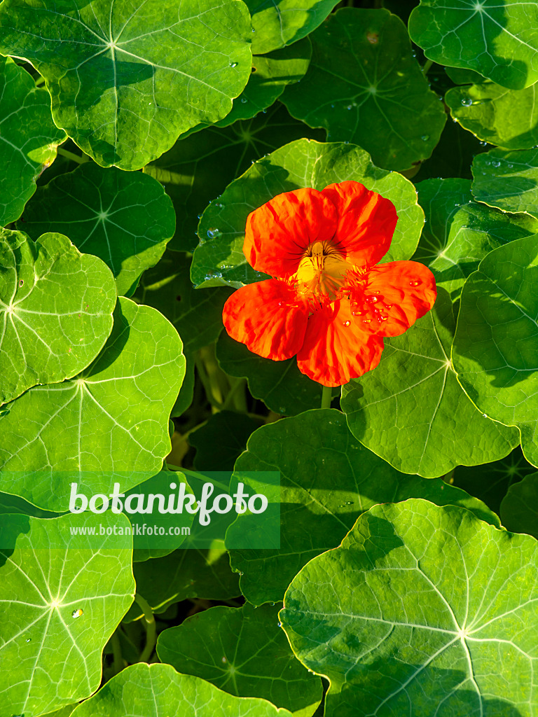 464061 - Garden nasturtium (Tropaeolum majus)