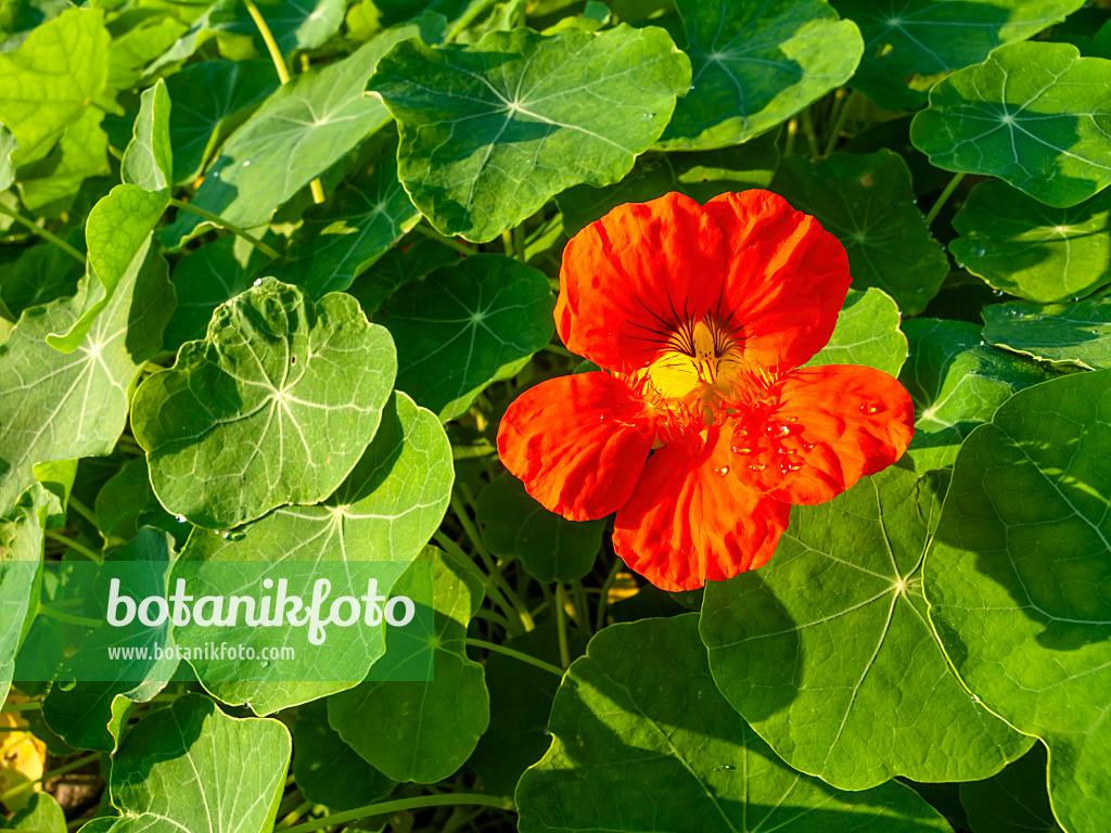 464063 - Garden nasturtium (Tropaeolum majus)