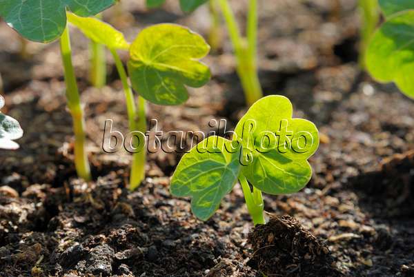 471166 - Garden nasturtium (Tropaeolum majus)