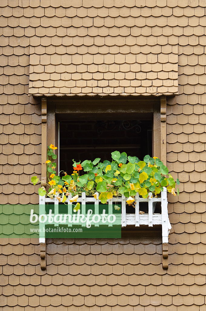 475024 - Garden nasturtium (Tropaeolum majus)