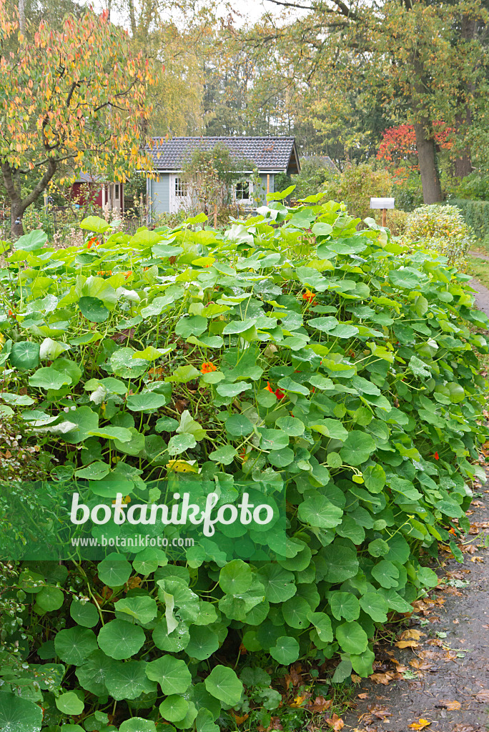 576005 - Garden nasturtium (Tropaeolum majus)