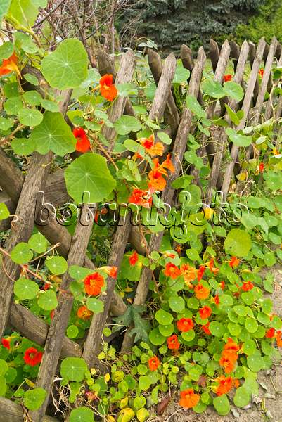 538007 - Garden nasturtium (Tropaeolum majus) at a garden fence