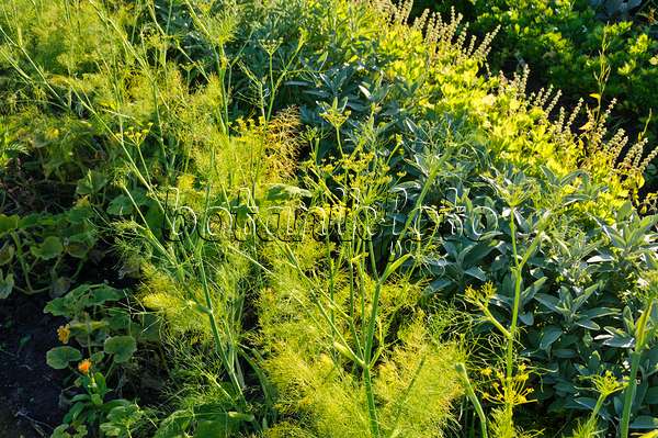 488050 - Garden nasturtium (Tropaeolum majus), dill (Anethum graveolens) and sages (Salvia)