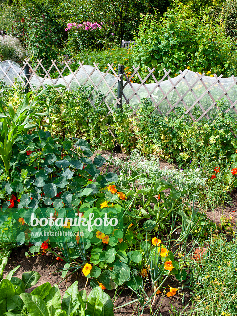 462115 - Garden nasturtium (Tropaeolum majus) in a vegetable garden