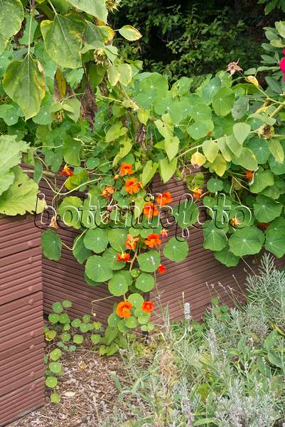 573081 - Garden nasturtium (Tropaeolum majus) in a raised bed