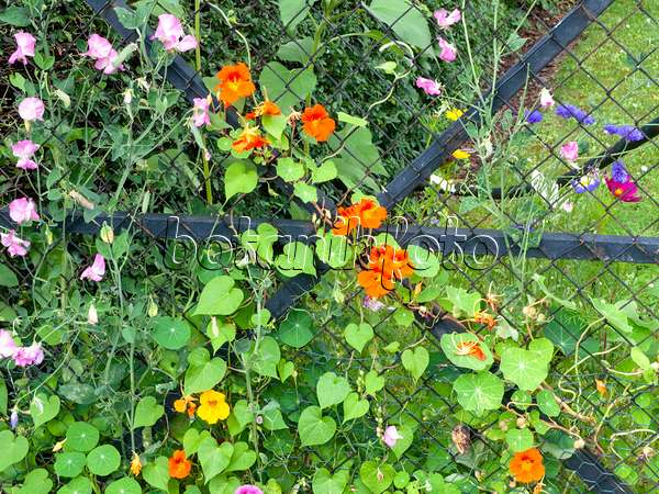 475241 - Garden nasturtium (Tropaeolum majus) and sweet pea (Lathyrus odoratus)