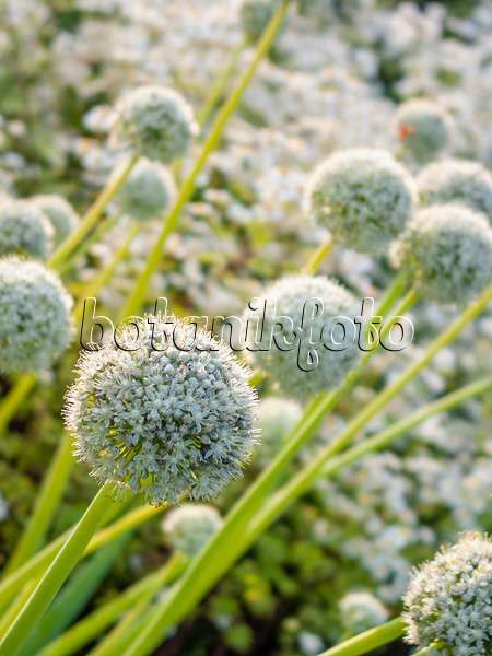 415026 - Garden onion (Allium cepa)