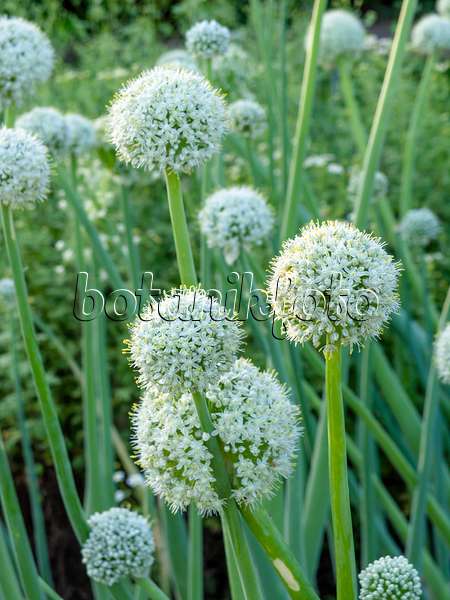 449028 - Garden onion (Allium cepa)