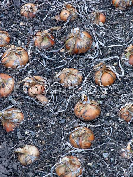 463156 - Garden onion (Allium cepa)