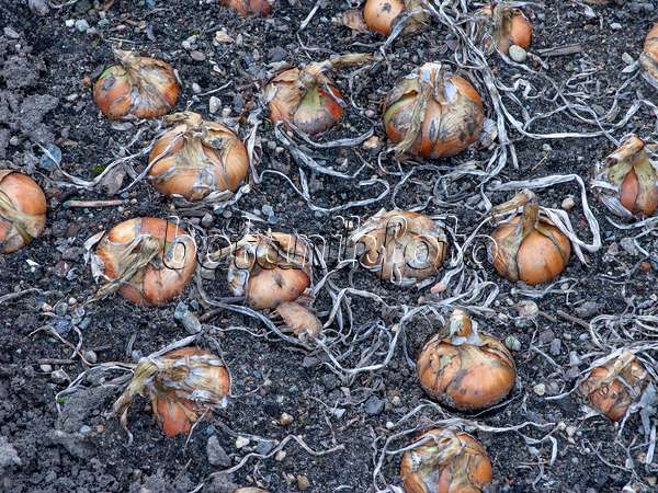 463157 - Garden onion (Allium cepa)