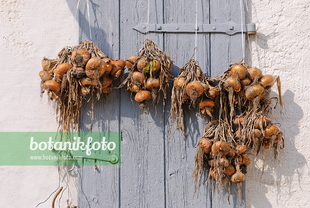 Selective Focus Vegetable Shallot Scientific Name Stock Photo 2311630259