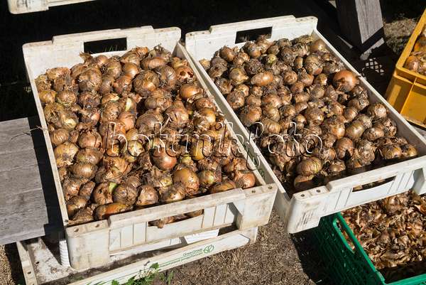 561059 - Garden onion (Allium cepa)