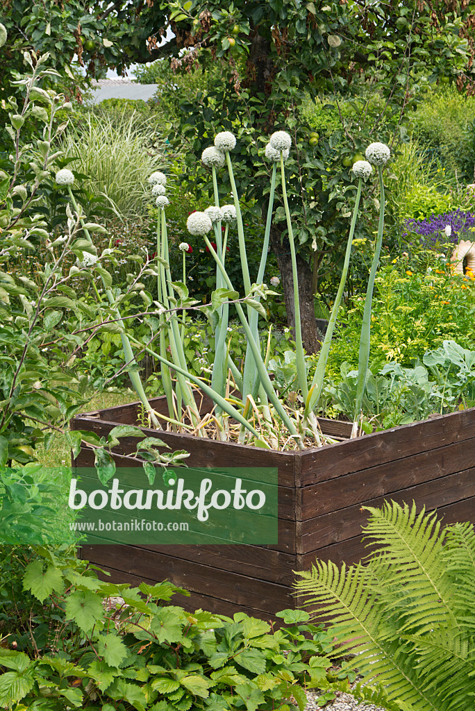 534267 - Garden onion (Allium cepa) in a raised bed