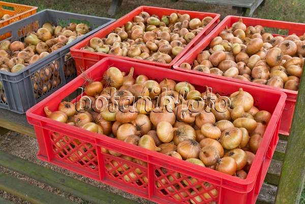 562001 - Garden onion (Allium cepa) in boxes