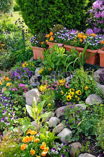 484349 - Garden pansy (Viola x wittrockiana) and horned pansies (Viola cornuta) in a rockery