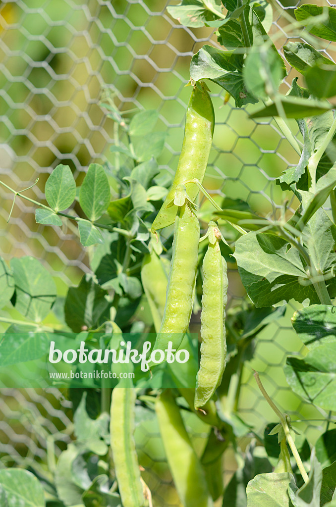 535044 - Garden pea (Pisum sativum)