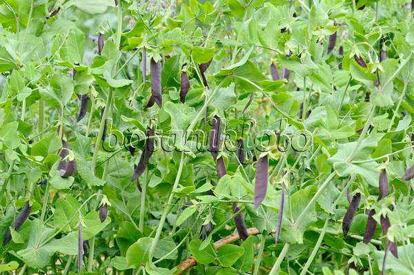 486080 - Garden pea (Pisum sativum 'Blauwschokkers')