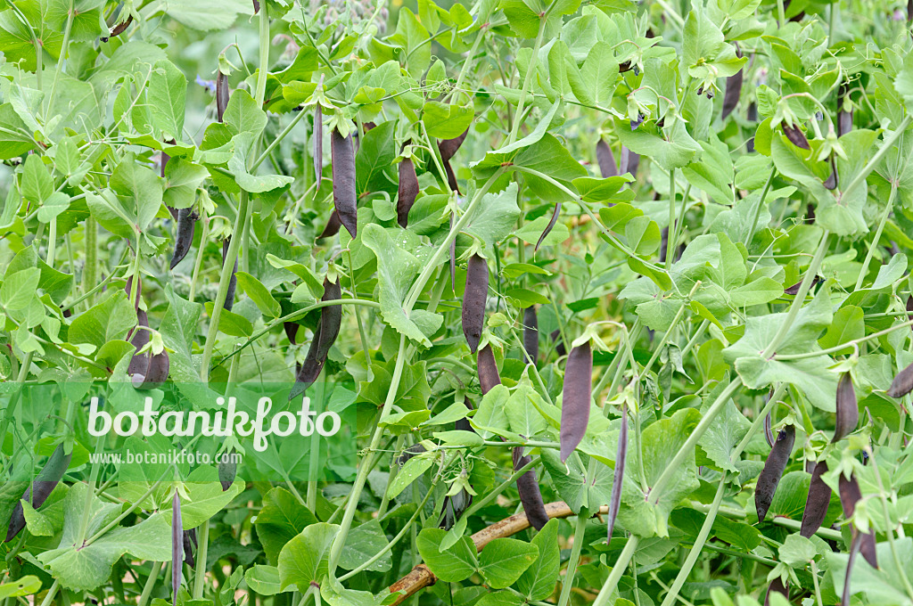 486080 - Garden pea (Pisum sativum 'Blauwschokkers')