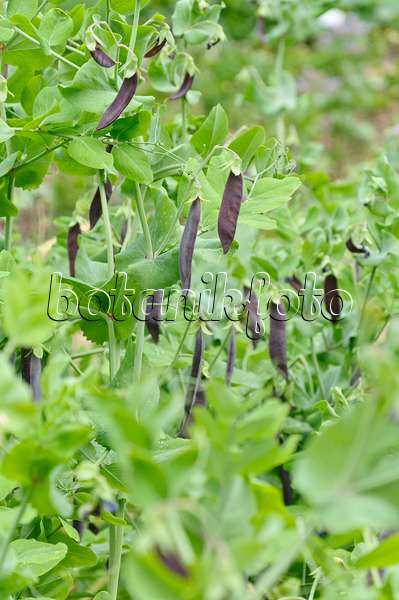 486081 - Garden pea (Pisum sativum 'Blauwschokkers')