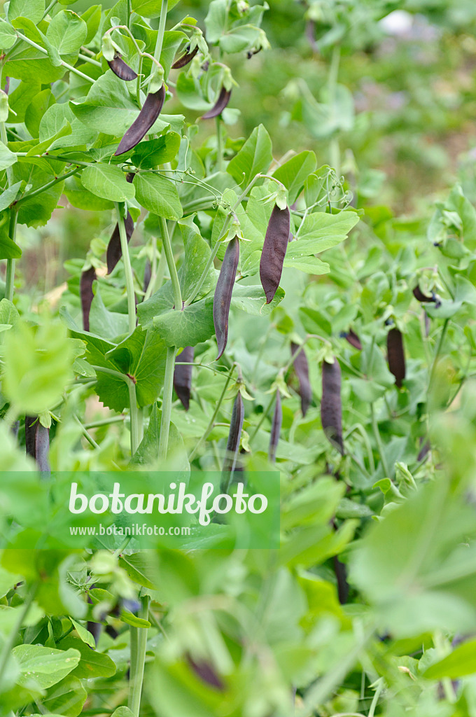 486081 - Garden pea (Pisum sativum 'Blauwschokkers')