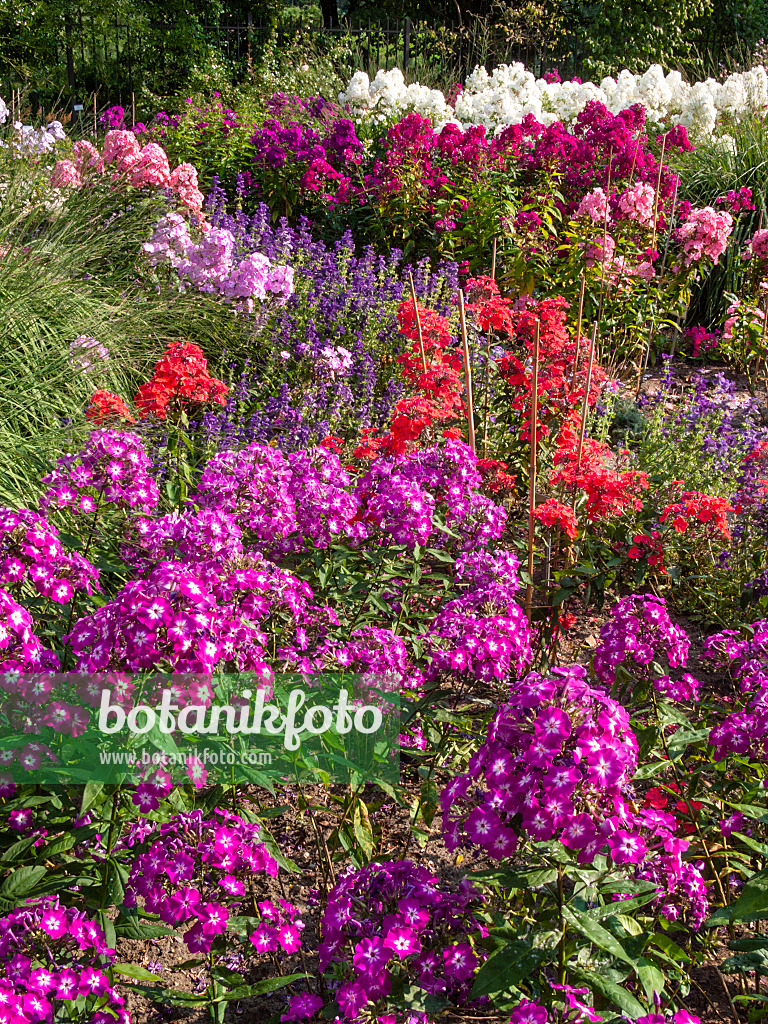 416004 - Garden phlox (Phlox paniculata)