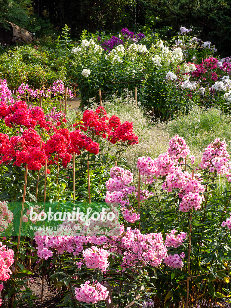 427242 - Garden phlox (Phlox paniculata)