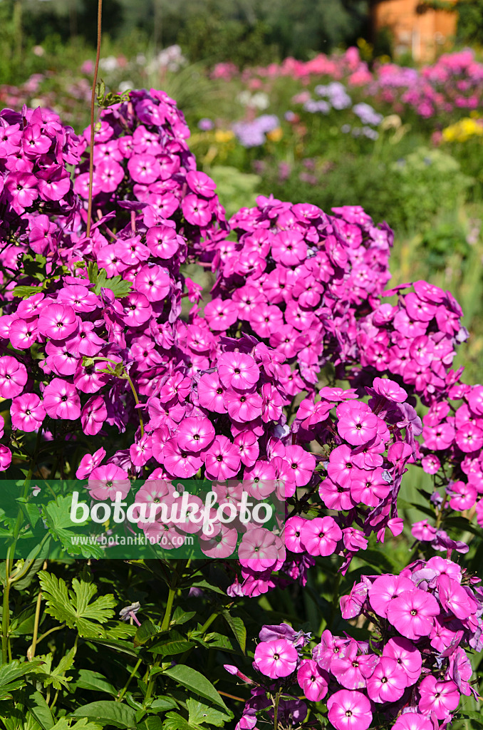 498299 - Garden phlox (Phlox paniculata)