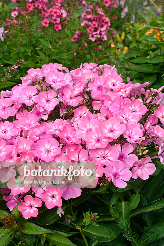 558007 - Garden phlox (Phlox paniculata)