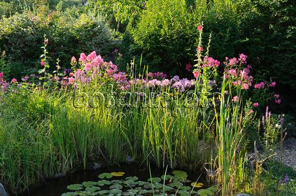 474455 - Garden phlox (Phlox paniculata) at a garden pond