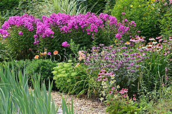 534516 - Garden phlox (Phlox paniculata), bee balms (Monarda) and purple cone flowers (Echinacea purpurea)