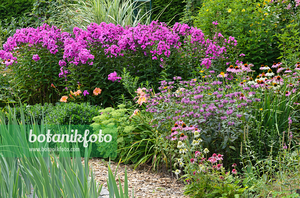 534516 - Garden phlox (Phlox paniculata), bee balms (Monarda) and purple cone flowers (Echinacea purpurea)