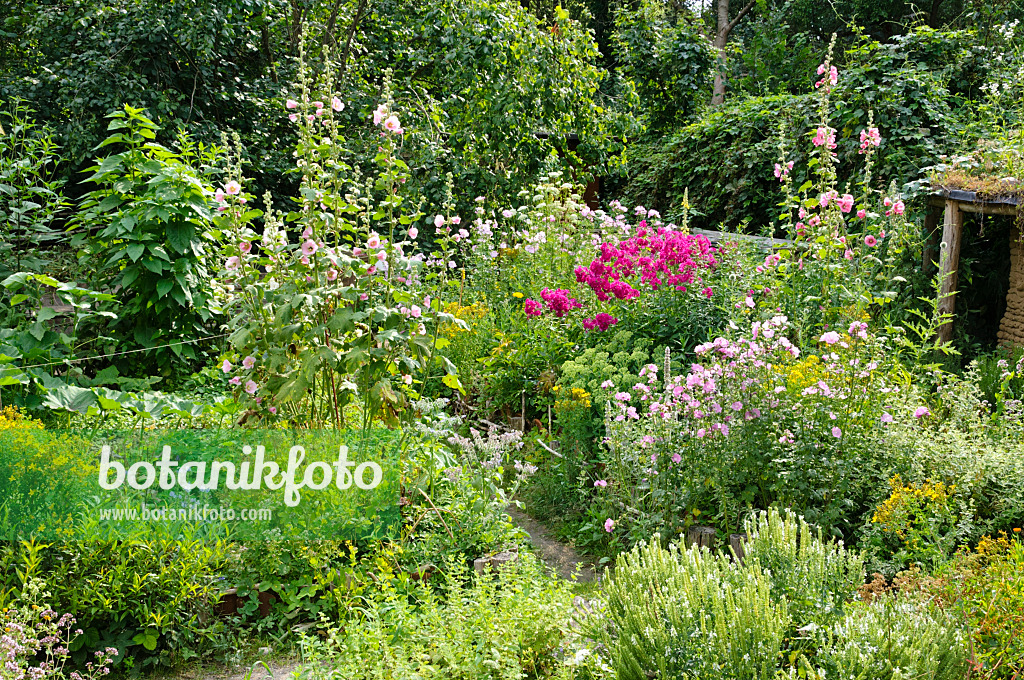 474247 - Garden phlox (Phlox paniculata) and common hollyhock (Alcea rosea)