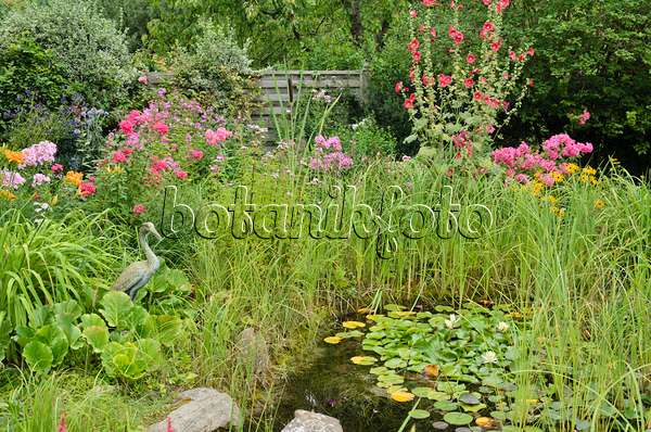 534520 - Garden phlox (Phlox paniculata), common hollyhock (Alcea rosea) and water lilies (Nymphaea) at a garden pond