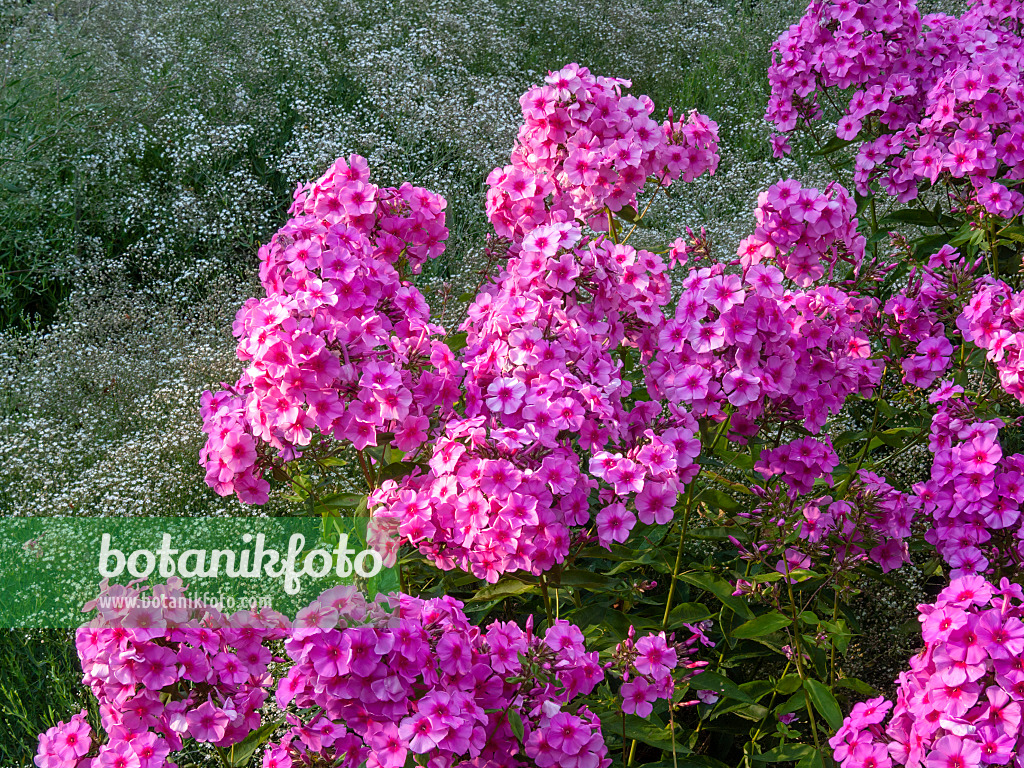 416009 - Garden phlox (Phlox paniculata 'Dorffreude')