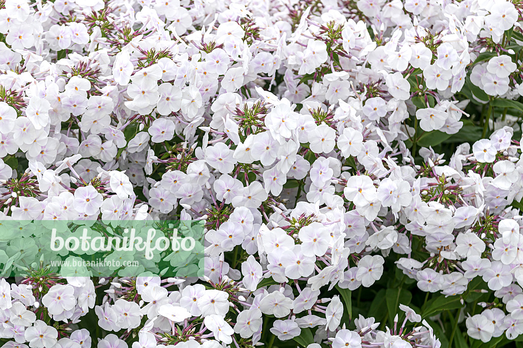 607167 - Garden phlox (Phlox paniculata 'Fashionably Early Crystal')