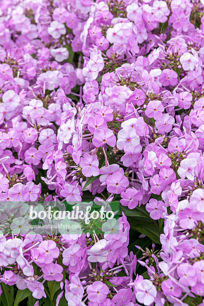 607168 - Garden phlox (Phlox paniculata 'Fashionably Early Princess')