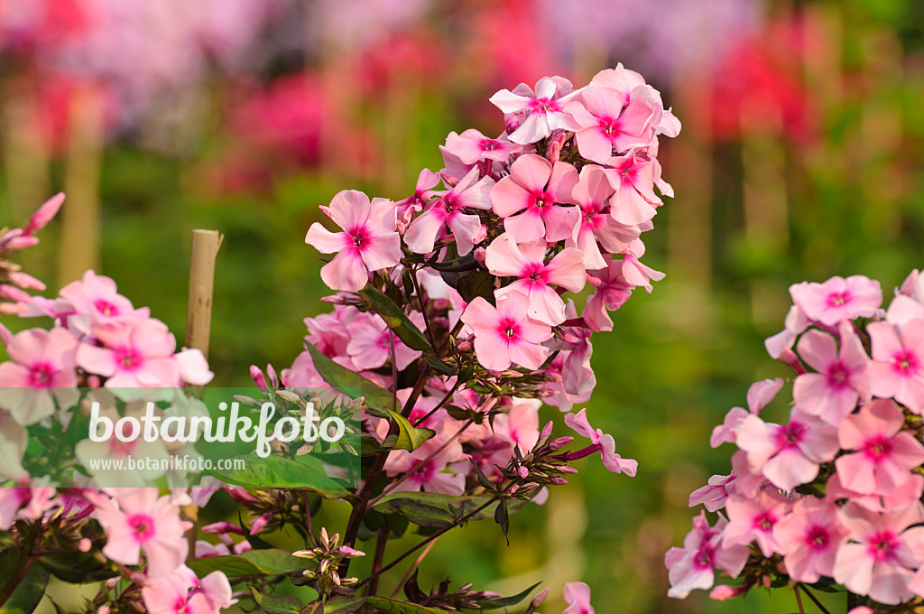 474016 - Garden phlox (Phlox paniculata 'Fesselballon')